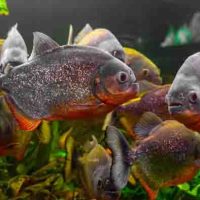 Piranha vs. Bawal: Kenali Perbedaan Dua Ikan Mirip Ini