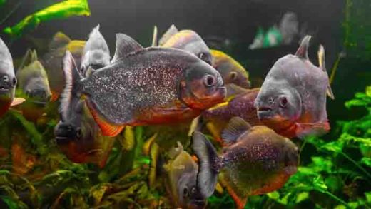 Piranha vs. Bawal: Kenali Perbedaan Dua Ikan Mirip Ini