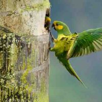 Yellow-eared Parrot: Upaya Konservasi dan Pemulihan