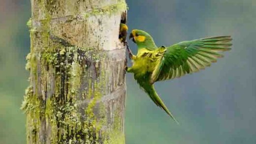 Yellow-eared Parrot: Upaya Konservasi dan Pemulihan