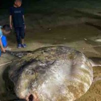 Ikan Mola-Mola Ditemukan di Gorontalo, Apa Keistimewaannya?