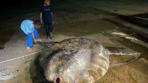 Ikan Mola-Mola Ditemukan di Gorontalo, Apa Keistimewaannya?