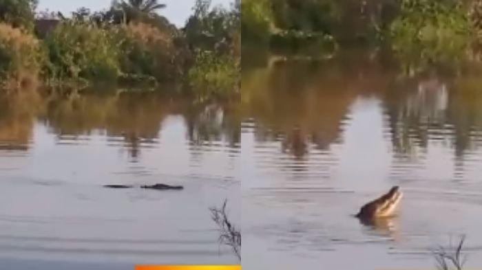 Video Viral Buaya 'Pura-pura Tenggelam'