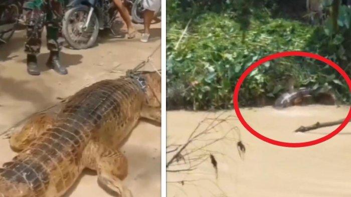 Video Viral Buaya 'Pura-pura Tenggelam'