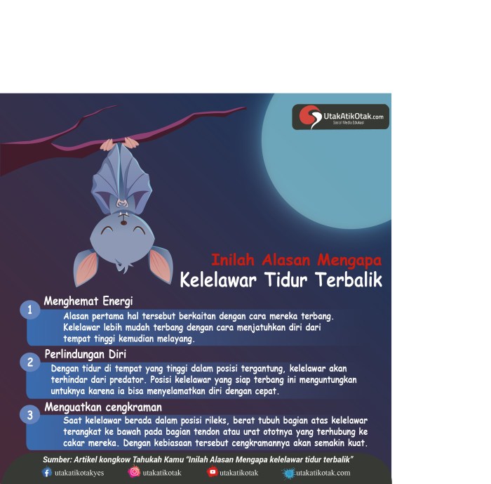 Mengapa Kelelawar Tidur Terbalik? Ini Dia Penjelasannya