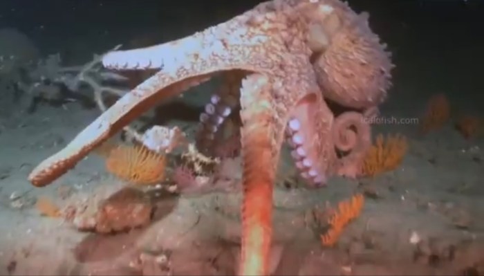 Potret Beberapa Spesies Gurita yang Baru Ditemukan di Laut Dalam Kosta Rika