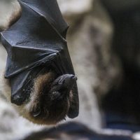 Mengapa Kelelawar Tidur Terbalik? Ini Dia Penjelasannya
