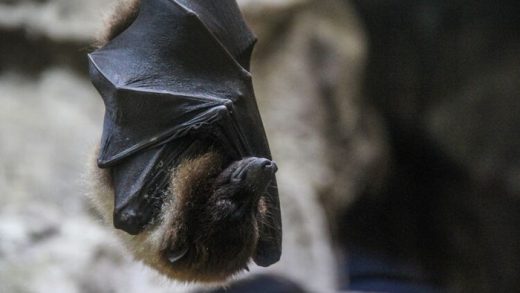 Mengapa Kelelawar Tidur Terbalik? Ini Dia Penjelasannya