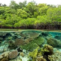 Penelitian Sains Tentang Hutan dan Biodiversitas