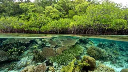 Penelitian Sains Tentang Hutan dan Biodiversitas