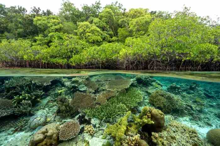 (PDF) Pemanfaatan Riset Biodiversitas Dalam Pendidikan Biologi Dan Pembentukan Karakter Peduli ... Penelitian Sains Tentang Hutan dan Biodiversitas