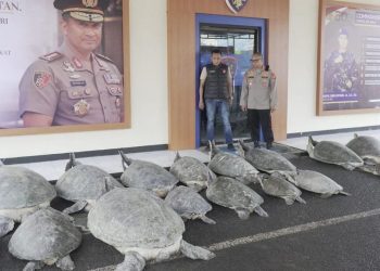 Polda Bali Berhasil Tangkap Penyelundupan 22 Penyu Hijau di Serangan