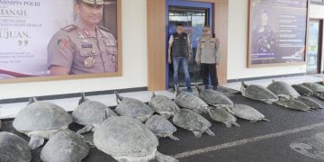 Polda Bali Berhasil Tangkap Penyelundupan 22 Penyu Hijau di Serangan