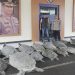 Polda Bali Berhasil Tangkap Penyelundupan 22 Penyu Hijau di Serangan